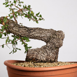 Quercus faginea - B4014
