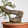 Quercus faginea - B4014
