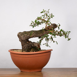 Quercus faginea - B4014