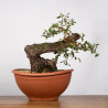 Quercus faginea - B4014