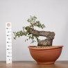 Quercus faginea - B4014