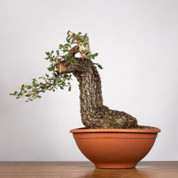 Quercus faginea - B4013