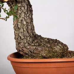 Quercus faginea - B4013