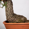 Quercus faginea - B4013