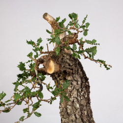Quercus faginea - B4013