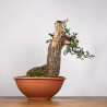 Quercus faginea - B4013