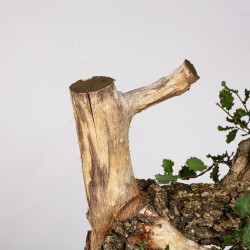 Quercus faginea - B4013