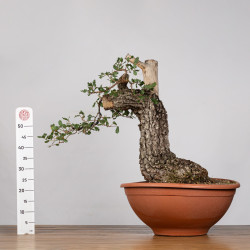 Quercus faginea - B4013