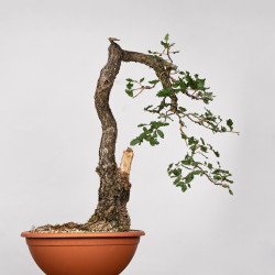 Quercus faginea - B4012