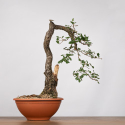 Quercus faginea - B4012