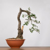 Quercus faginea - B4012