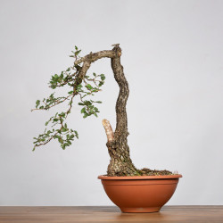 Quercus faginea - B4012