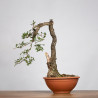 Quercus faginea - B4012