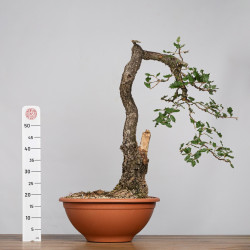 Quercus faginea - B4012