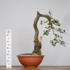 Quercus faginea - B4012