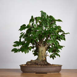 Carpinus betulus - B3863