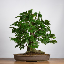 Carpinus betulus - B3863