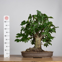 Carpinus betulus - B3863
