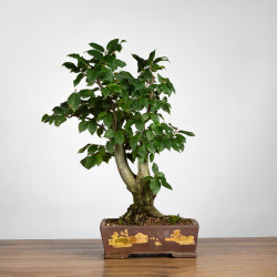 Carpinus betulus - B3859