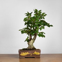 Carpinus betulus - B3859