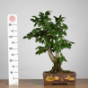 Carpinus betulus - B3859