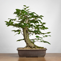 Carpinus betulus - B3860