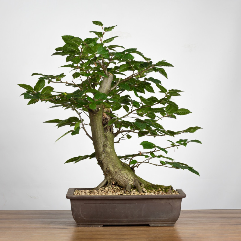 Carpinus betulus - B3860