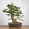Carpinus betulus - B3860