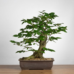 Carpinus betulus - B3860