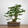 Carpinus betulus - B3860