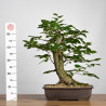 Carpinus betulus - B3860