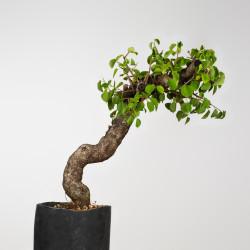 Prunus mahaleb - B3899