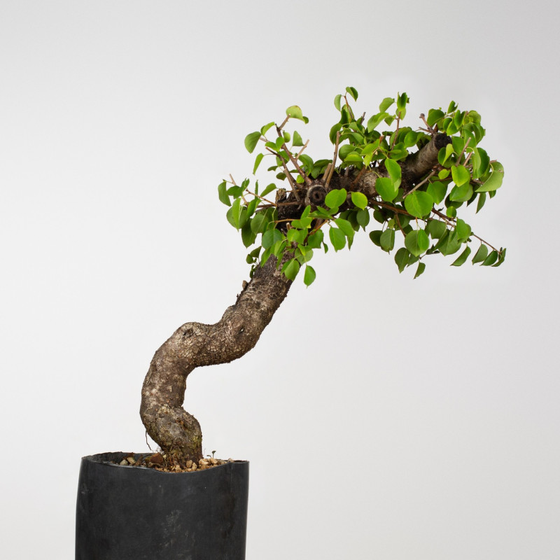 Prunus mahaleb - B3899