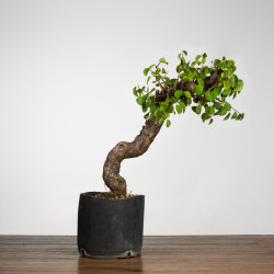 Prunus mahaleb - B3899
