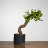 Prunus mahaleb - B3899