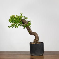 Prunus mahaleb - B3899