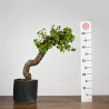 Prunus mahaleb - B3899