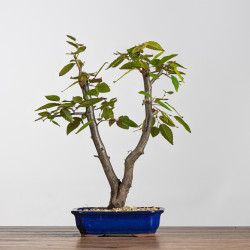 Carpinus turczaninowii - B4216
