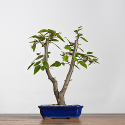 Carpinus turczaninowii - B4216