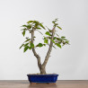 Carpinus turczaninowii - B4216
