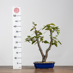 Carpinus turczaninowii - B4216