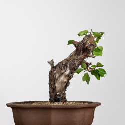 Prunus mahaleb - B4227