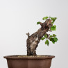 Prunus mahaleb - B4227