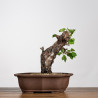 Prunus mahaleb - B4227