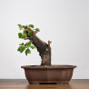 Prunus mahaleb - B4227