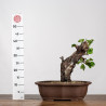Prunus mahaleb - B4227