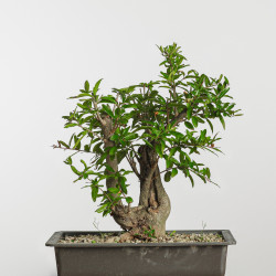 Punica granatum nejikan -...