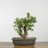 Punica granatum nejikan - B4257