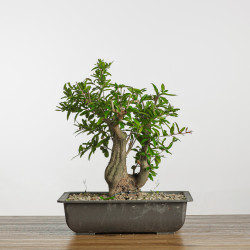 Punica granatum nejikan - B4257