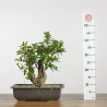 Punica granatum nejikan - B4257